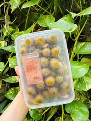 TN - Ô MAI SẤU BAO TỬ GIÒN CAY