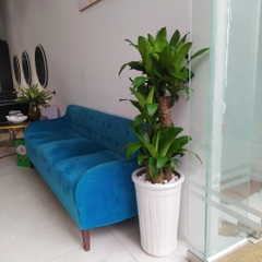 Cây phát tài khúc -chậu nhựa
