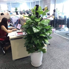 Cây trầu bà cột-chậu men sứ
