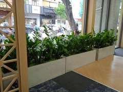 Cây Lưỡi Hổ-cho thuê