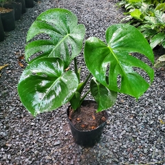 Monstera-chậu nhựa-size lá 25cm