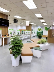 Cây trầu bà cột-cho thuê