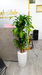Cây phát tài khúc -chậu nhựa