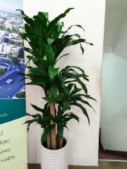 Cây phát tài khúc -chậu nhựa