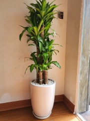 Cây phát tài khúc -chậu nhựa