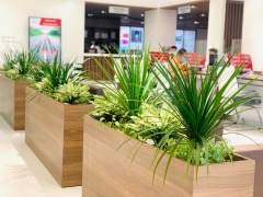 Dịch vụ thuê cây để bàn