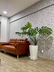 Monstera-chậu nhựa vuông -size lá 30-35cm