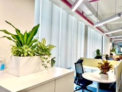 Dịch vụ thuê cây để bàn