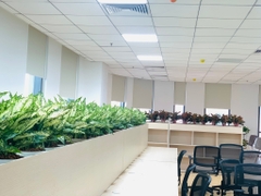 Dịch vụ thuê cây để bàn