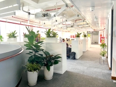 Dịch vụ thuê cây để bàn