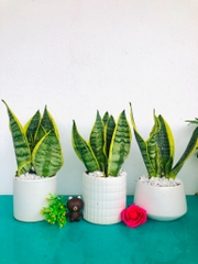 Cây Lưỡi Hổ -chậu men sứ