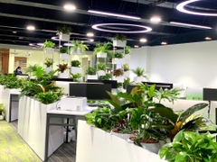 DỊCH VỤ THUÊ CÂY XANH