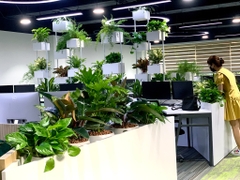 Dịch vụ thuê cây để bàn
