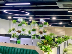 DỊCH VỤ THUÊ CÂY XANH