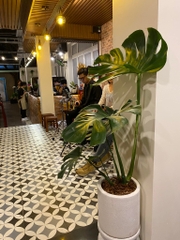 Monstera-chậu sứ -size lá 30-35cm