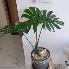 Monstera-chậu sứ -size lá 30-35cm