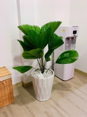 Cây cọ nhật để sàn-chậu nhựa