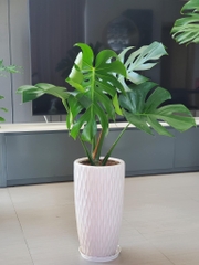 Monstera-chậu nhựa vuông -size lá 30-35cm