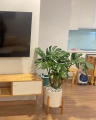 Monstera-chậu nhựa vuông -size lá 30-35cm