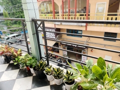 Cây Lưỡi Hổ-cho thuê