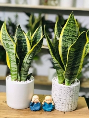 Cây Lưỡi Hổ -chậu men sứ