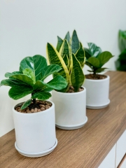 DỊCH VỤ THUÊ CÂY XANH
