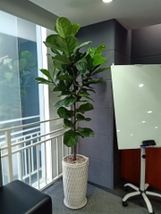 DỊCH VỤ THUÊ CÂY XANH