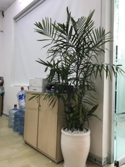 Cây cau haiwai -chậu nhựa