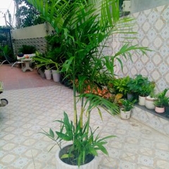 Cây cau haiwai -chậu nhựa