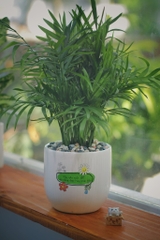 Cau tiểu trâm-chậu nhựa