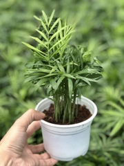 Cau tiểu trâm-chậu nhựa