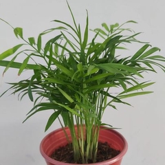 Cau tiểu trâm-cho thuê