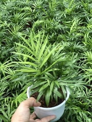 Cau tiểu trâm-chậu nhựa