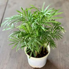 Cau tiểu trâm-chậu nhựa
