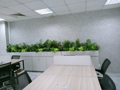 Dịch vụ thuê cây để bàn