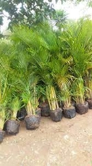 Cây cau vàng -chậu nhựa