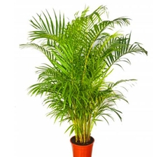 Cây cau vàng -chậu nhựa