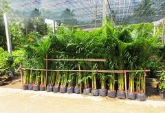 Cây cau vàng -chậu nhựa