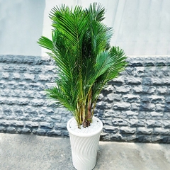 Cây cau vàng -chậu nhựa