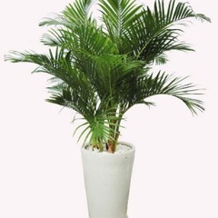 Cây cau vàng -chậu nhựa