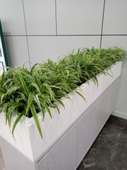 DỊCH VỤ THUÊ CÂY XANH