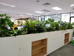 DỊCH VỤ THUÊ CÂY XANH