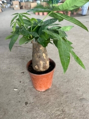 Cây kim ngân củ-cho thuê