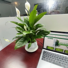 Chậu Sứ Bo Tròn