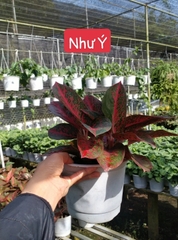 Cây Như Ý-chậu men sứ