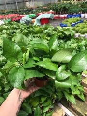 Cây trầu bà thái xanh-chậu nhựa