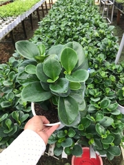 Trường sinh-chậu nhựa