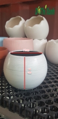 Chậu Sứ Bo Tròn