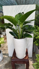 Cây trầu bà đế vương -chậu nhựa
