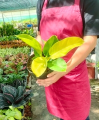 Cây trầu bà đế vương-chậu nhựa